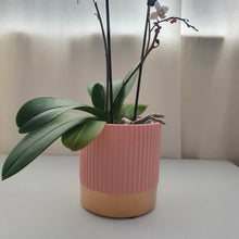 Load image into Gallery viewer, SoSo Retro Colour Block Ceramic Plant Pot - Pink &amp; Gold
